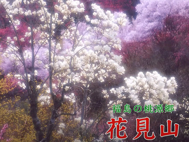 福島市の花見スポット「花見山」